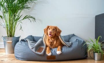 Tu perro también merece el mejor departamento: guía de proyectos pet friendly en Santiago donde vivir con mascotas es parte del diseño