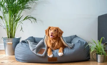Perro en una vivienda Pet Friendly